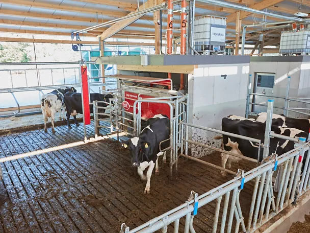 de_hws_tirsana_ams_stall_72dpi_rgb