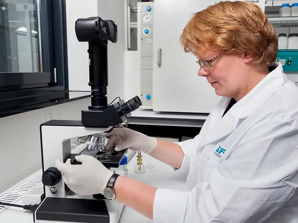 Selektion von Sporen