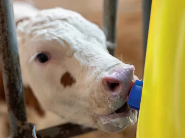 Calf drinks milk
