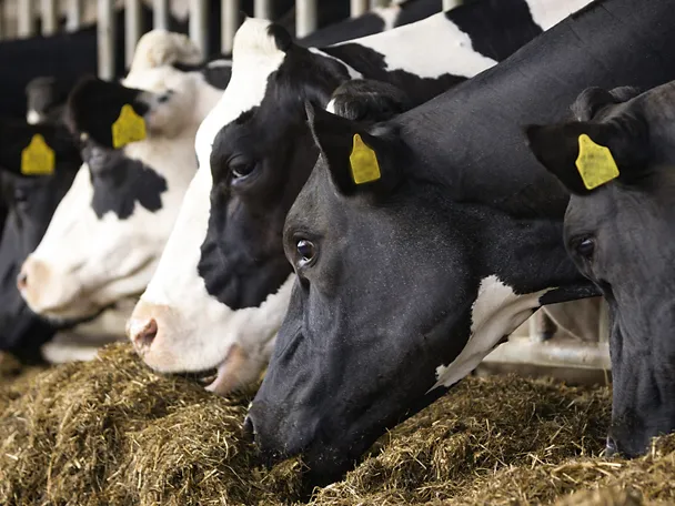 Cows eat silage