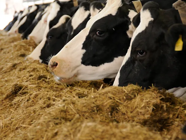Cows eat silage