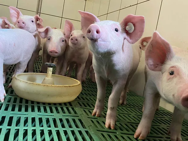 Group of piglets in the pen