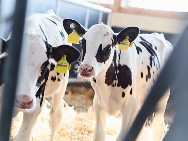 Calves in the barn