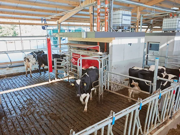 Automatic milking machine in the barn