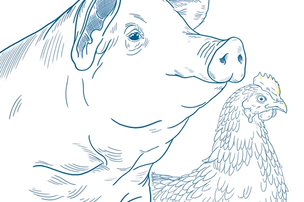 Illustration pig and poultry