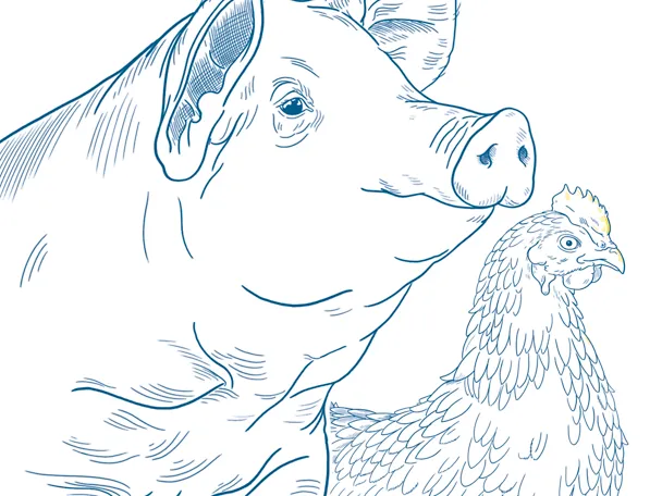 Illustration pig and poultry