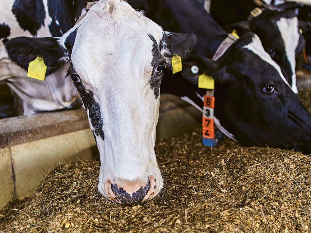 Cows eating fodder